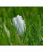 Image result for Flowers That Look Like Feathers