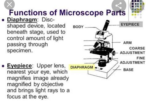 Image result for Function of Microscope