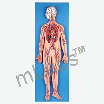 Circulatory System Fiber Model by mLabs : Amazon.in: Industrial ...