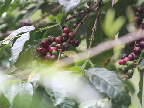 ECO HORQUETA TOUR DE CAFÉ ANCESTRAL (2026) All You Need to Know BEFORE ...