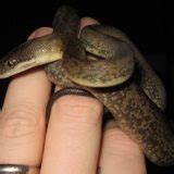 Macklot Python 的图像结果