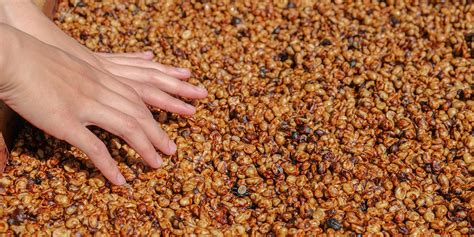 Washed Process - Breaking Down Coffee Processing Method – Something's ...