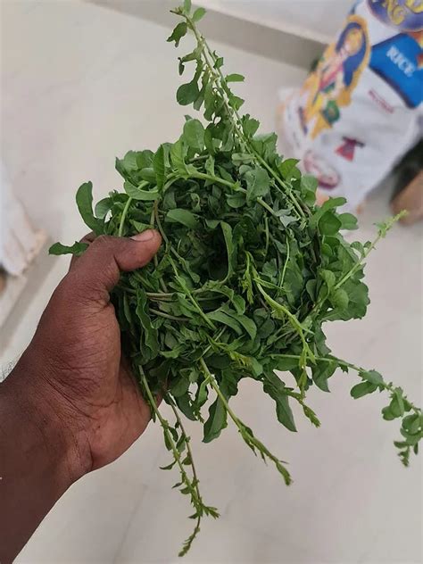 Muthiyar Koonthal Leaf 200g – Shevalon Varmakalai
