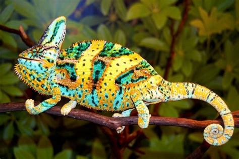 Image result for Java Collection Framework with Versions