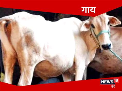 सोलर प्लांट की बिजली बेचकर गौशाला का खर्च निकालेगी ग्रेटर नोएडा अथॉरिटी ...