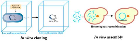 Bioengineering | December 2023 - Browse Articles