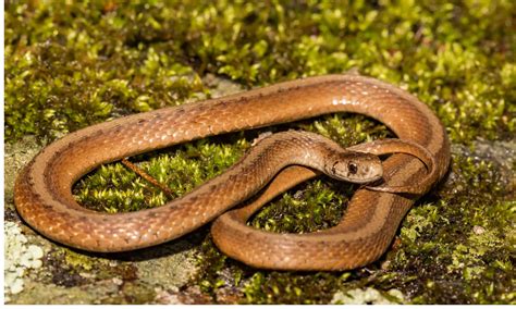 Iowa Garden Snakes: Identifying the Most Common Snakes in Your Garden ...