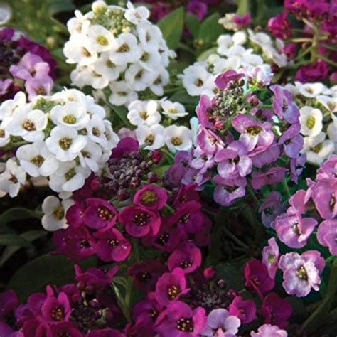 Ugrow Alyssum Mix Winter Flower Seeds for Outdoor Flower Planting ...