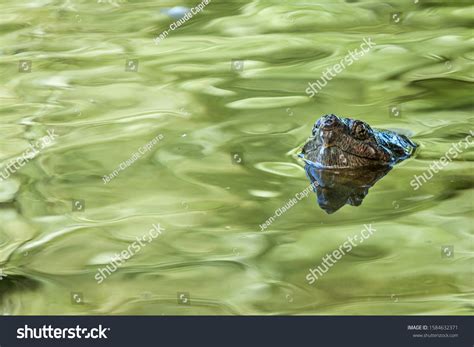 Image result for Snapping Turtle Pics