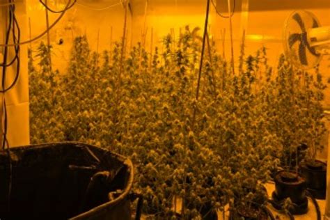 Cannabis farm worth £46k discovered after police drug raid at Nelson property