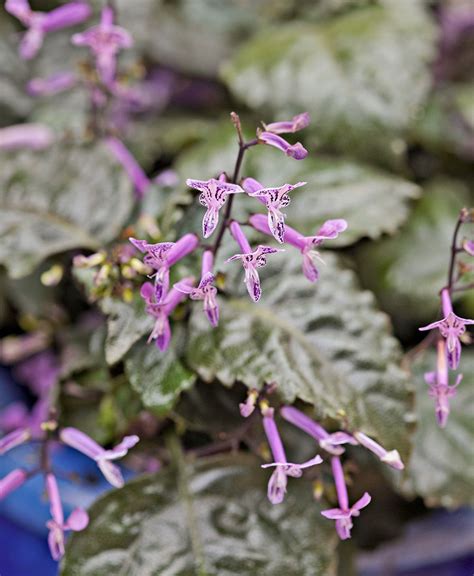 How to Plant and Grow Plectranthus