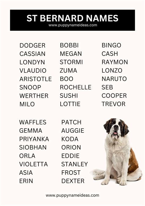 390+ St Bernard Names (With Meanings)