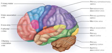Image result for Brain Exploding Vector