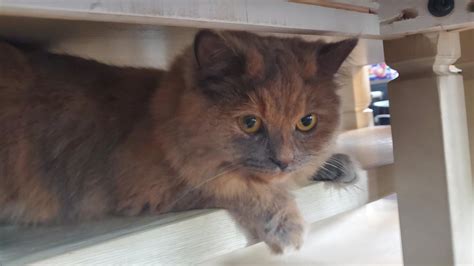 Image result for Rust Cat