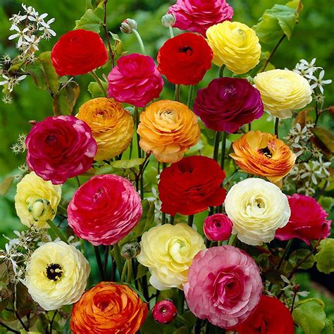 Live Green Hybrid Ranunculus Flower Bulbs for All Season - Pack of 5 ...