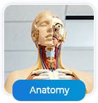 Anatomy