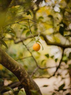 Download wallpaper 240x320 lemon, fruit, citrus, yellow, branches, tree ...