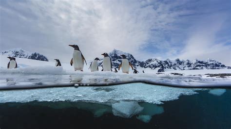 Antarctica 的图像结果