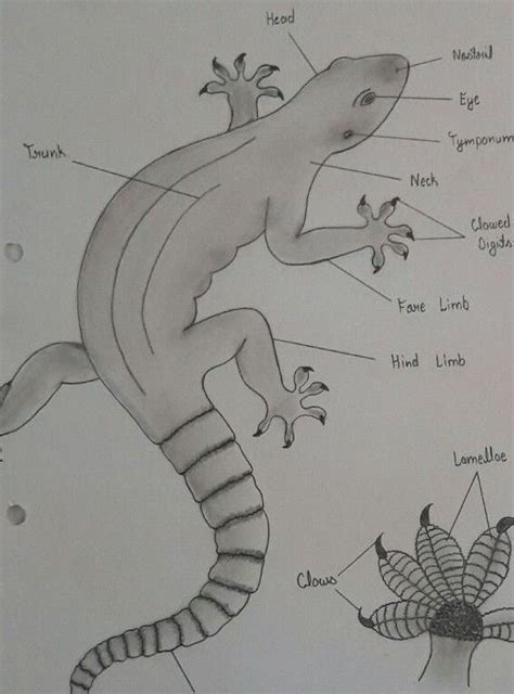 Hemidactylus diagram - Brainly.in