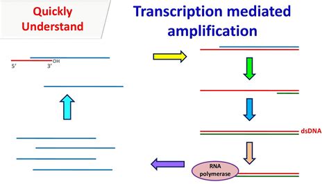 Image result for Nucleic Acid Amplification Test Explained