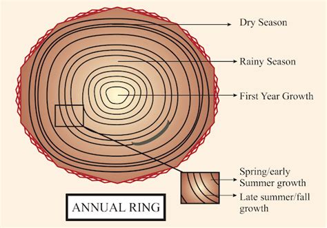Annual Rings - Environment Notes