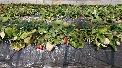 JA MIYAGIWATARI YOSHIDA KANKO STRAWBERRY FARM - All You Need to Know ...