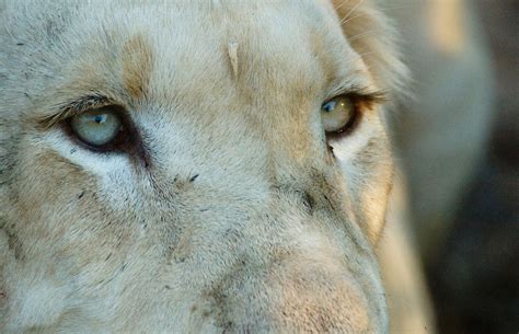 [100+] White Lion Wallpapers | Wallpapers.com