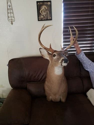 Buy Deer head wall mounted Online at Lowest Price in India. 264590537844