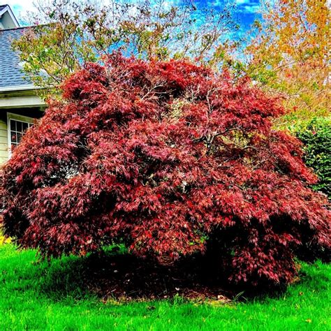 Red Dragon Japanese Maple Tree - Stunning Deep Red Foliage