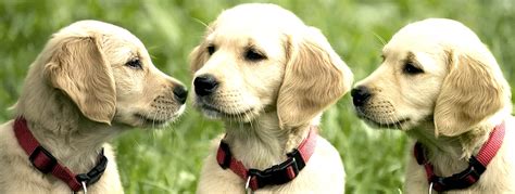 MPS-My Pet Solutions | Mira Road