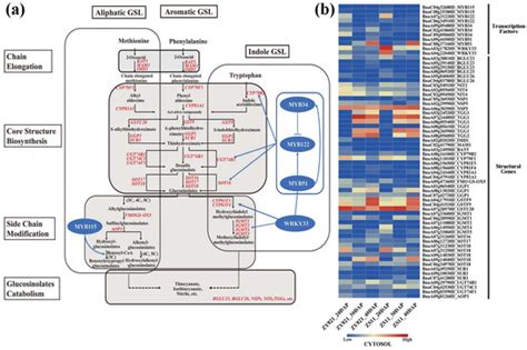 Genome-Wide Association Study of Glucosinolate Metabolites (mGWAS) in ...