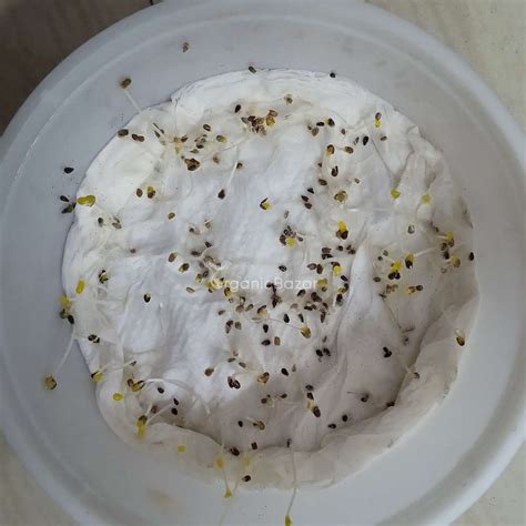 Buy Best Quality Venidium Fastuosum White seeds
