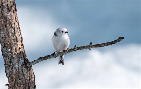 Wallpaper bird, branch, bird, pichuga, polovnik for mobile and desktop ...