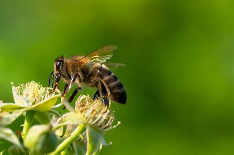 Abeille ramassant du pollen sous le soleil d'été | Photo Premium