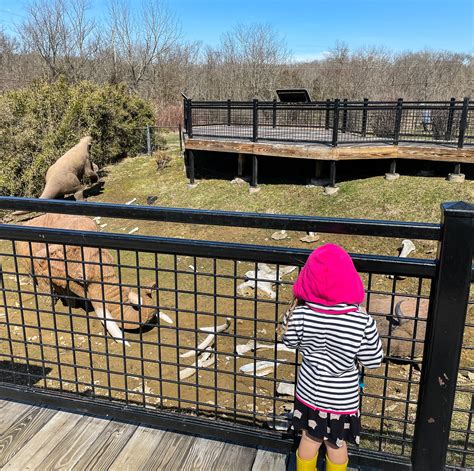 See Bison At Big Bone Lick State Park In Kentucky