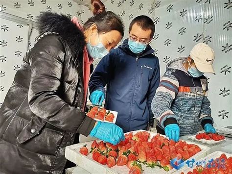 售价每市斤200至300元！元江猪街茶抢“鲜”上市_腾讯新闻