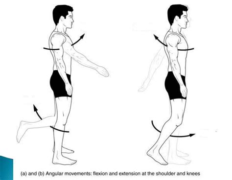Image result for Muscle Movement Types