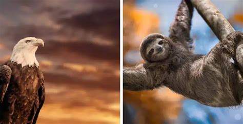 Example of Animals Can Swim 的图像结果