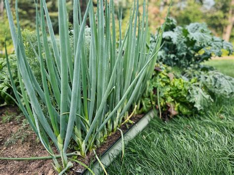15 Vegetables (and Herbs) That Grow in Shade