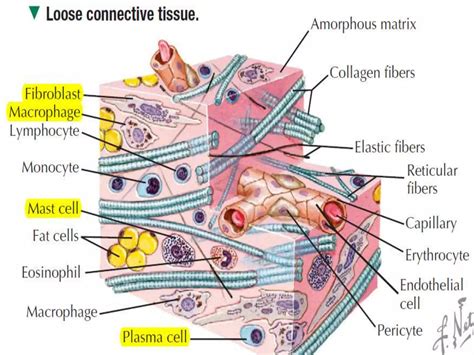 Connective Tissue Tutorial 的图像结果