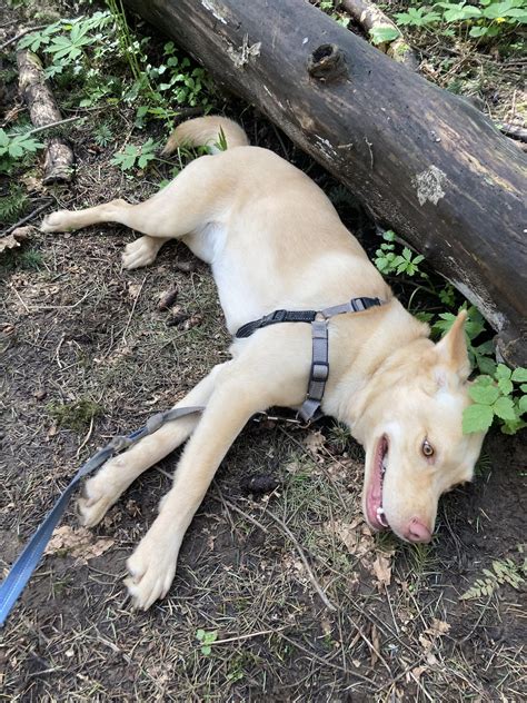 First ‘warm’ day of the year (66F) wiped her out. : r/RunningWithDogs