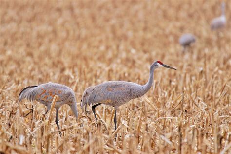 A 'beautifully blended family’: Sandhill cranes take goose under their ...