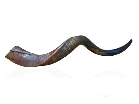 Kosher Yemenite Kudu Horn Shofar Size Mini 18"-20" Includes: Shofar ...