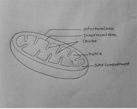 show a labelled diagram of mitochondria - Brainly.in