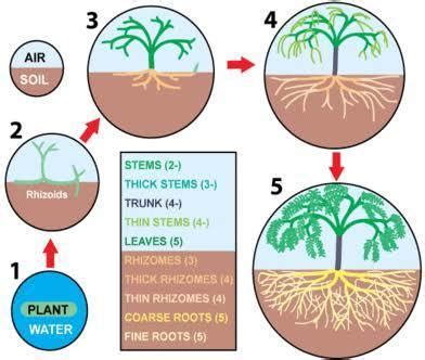 with the help of diagram show the asexual reproduction in Rhizomes ...