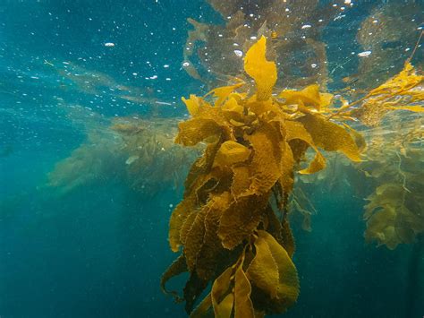 Kelp: Effects, Application & Benefits of the Superfood Algae