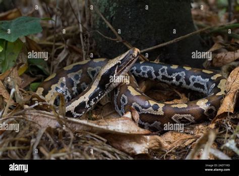 Image result for Red-tailed Python