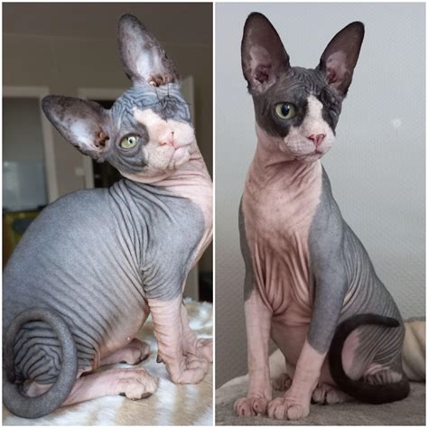 He's been with us for about a year, so here is a little side-to-side ...