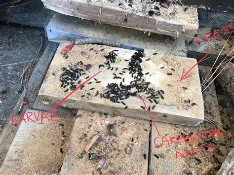 Pest Control Carpenter Ants at Robin Clark blog
