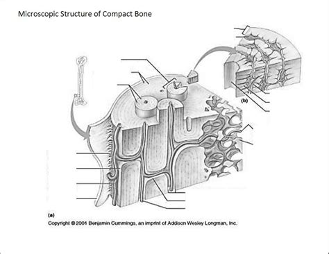 Image result for Compact Bone Structure